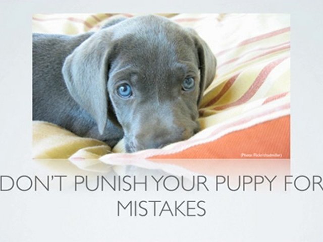 Tips for Successful Puppy Housebreaking and Training